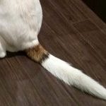 dog-tail dog-tail