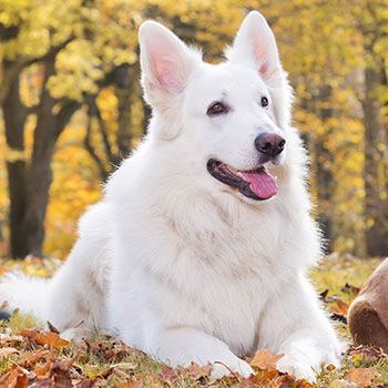 header-dogs-outdoors header-dogs-outdoors