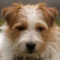 jack-russell jack-russell