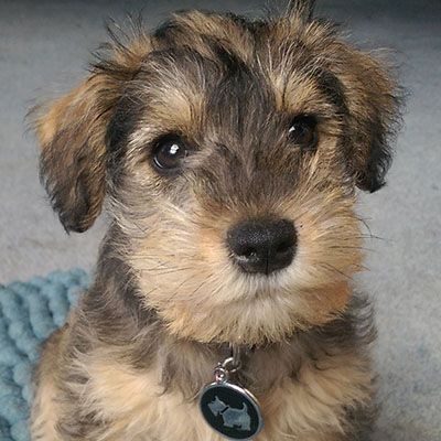 puppy-piper puppy-piper