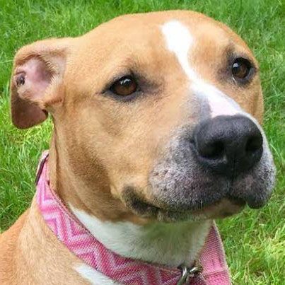 staffie staffie