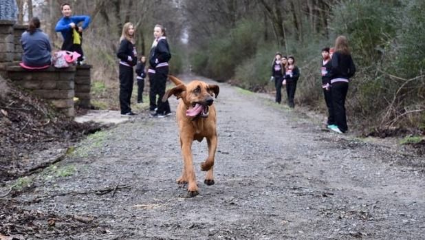 wellington-canine-obedience-club